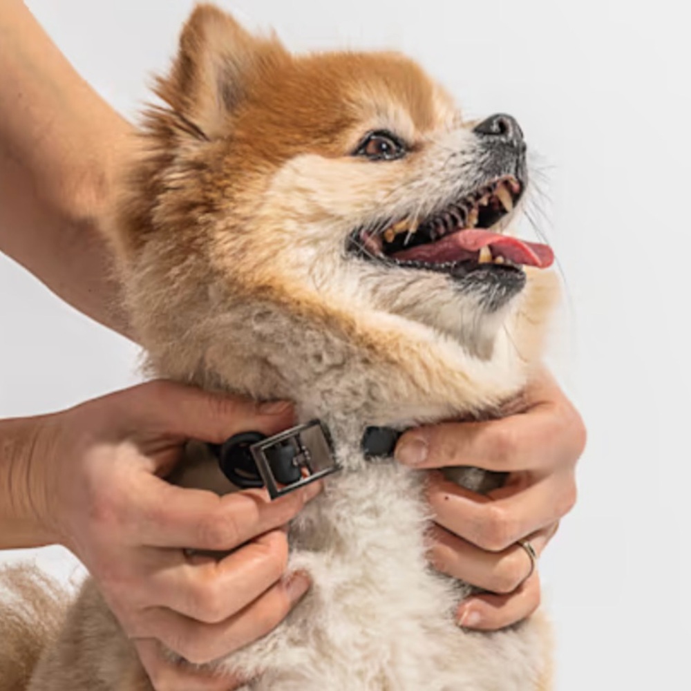 Wild One Dog Collar - XS (7-10") - Black - Picture 12 of 14